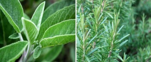 adaçayı ve bireriye