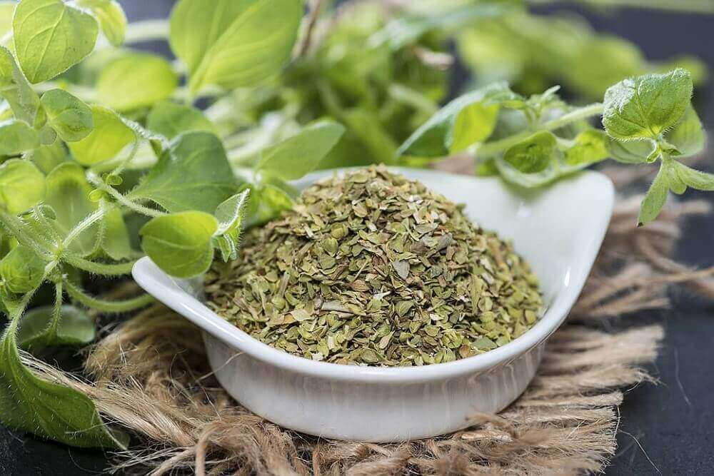 kasede kurutulmuş güvey otu