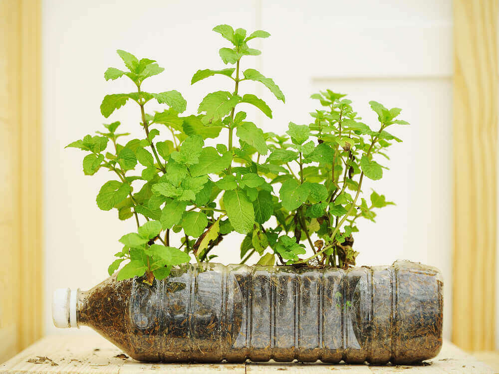 plastik şişelerden saksı