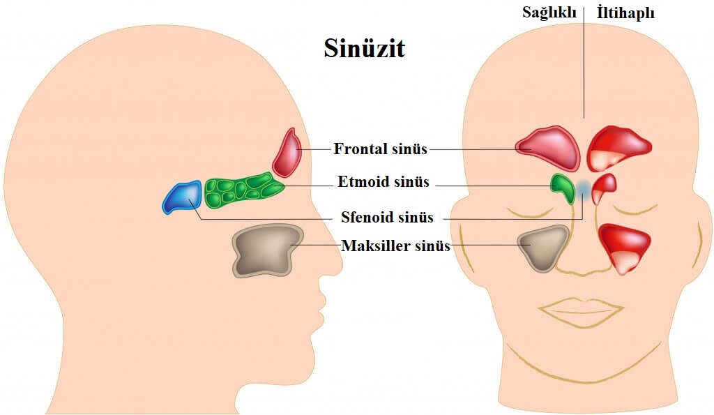 öğretici sinüs görseli