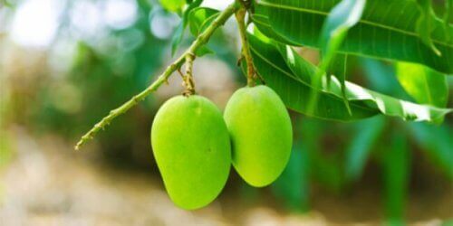 mango ağacı yaprakları ve kan şekeri