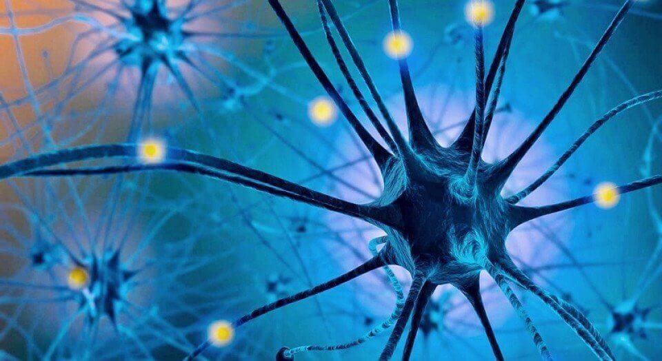 renkli sinir hücreleri