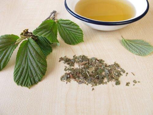 güvercin otu çayı