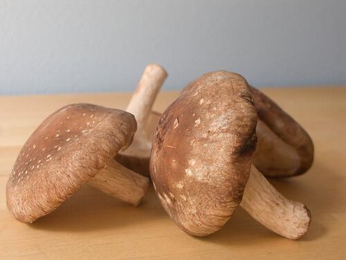 shiitake mantarı