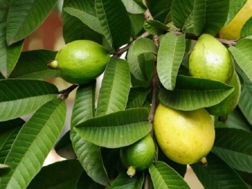 yeşil guava yaprakları ve meyvesi