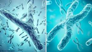 Cinsiyetin Genetik Kökeni: X ve Y Cinsiyet Kromozomları