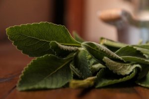 Karaciğerinizin Sağlığı İçin Basit Bir Çözüm: Boldo