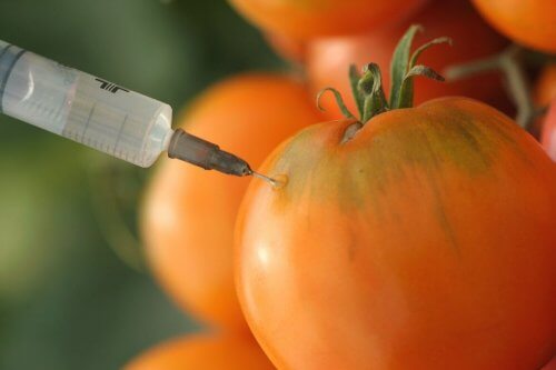 domates aşı genetik kanserojen
