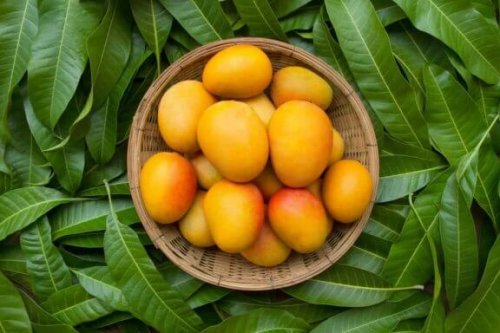 Kabızlık İçin Mango: Faydaları Ve Hazırlama Yöntemi