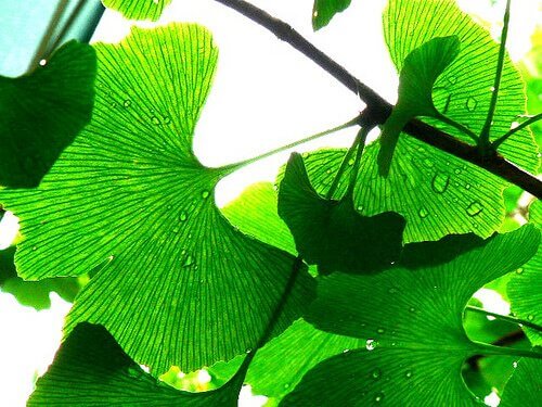 ginkgo biloba yaprağı