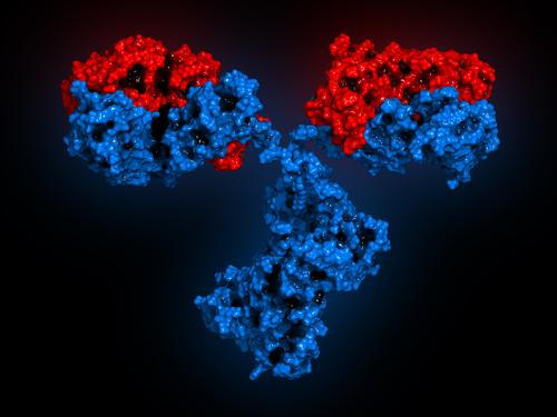 Mikroskop ortamında mavi ve kırmızı antikor görseli