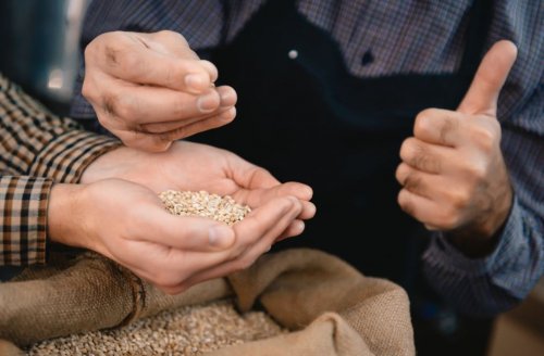tam tahıllı arpa