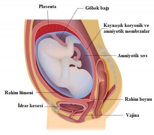 hamilelik iç görünüm