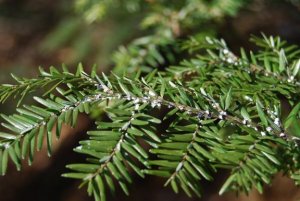 Sirke ile İç Mekan Bitkilerindeki Böceklerden Kurtulmak