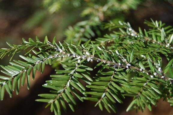 Sirke ile İç Mekan Bitkilerindeki Böceklerden Kurtulmak