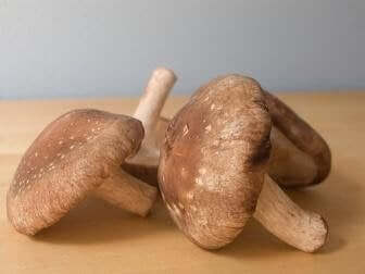 shiitake mantarları