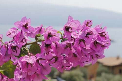 mor çiçekli trinitaria bitkisi