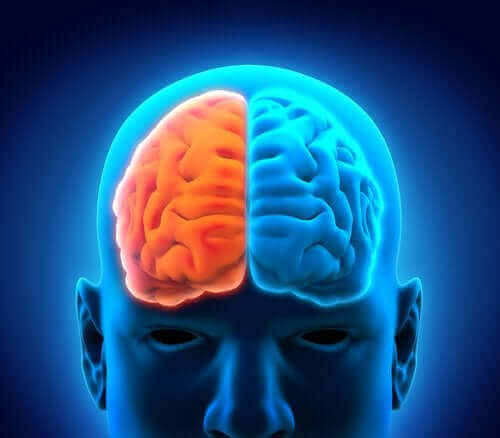 beyin sağ ve sol lob ilüstrasyonu