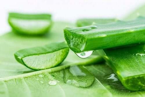 kesilmiş aloe vera