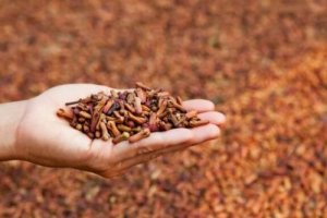 Karanfilin 5 Tıbbi Kullanım Alanı