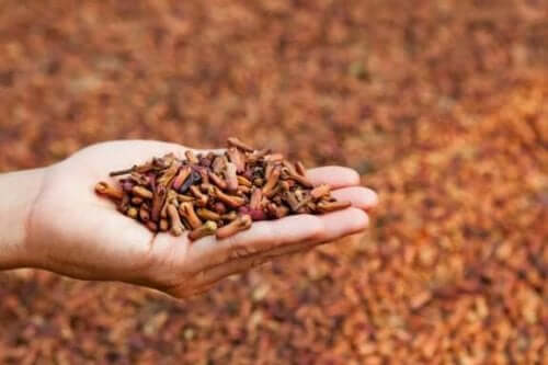 Karanfilin 5 Tıbbi Kullanım Alanı