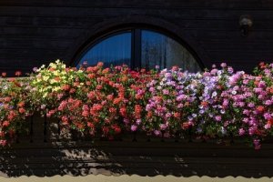 Kokulu Çiçekler ile Küçük Bir Bahçe