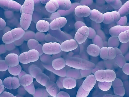 B grubu strep'in mikroskop altında görünüşü.