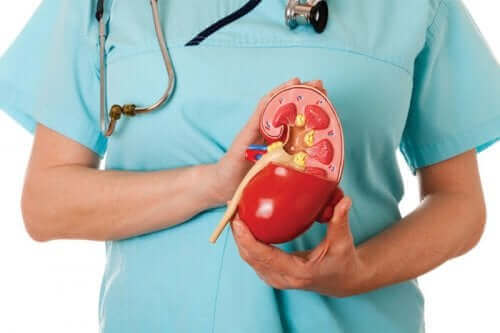 elinde plastik böbrek tutan doktor proksimal renal tübüler asidoz