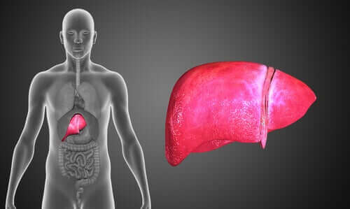 insan vücudu karaciğer