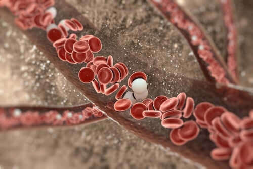 kan damarları