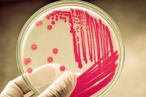 bakteri türü antimikrobiyal