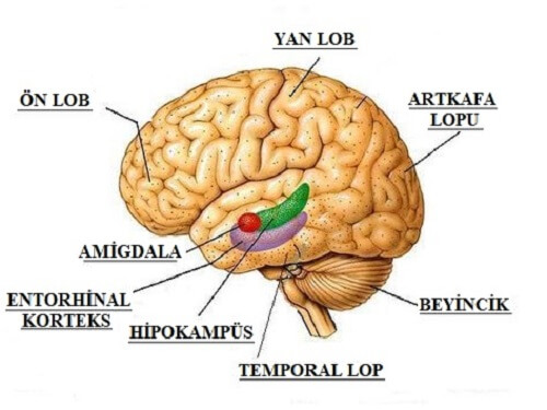 imagen que muestra diferentes partes del cerebro.