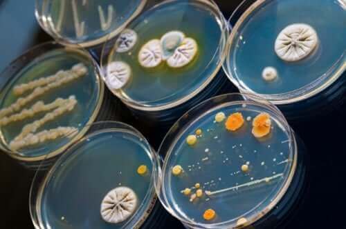 çeşitli mikroorganizmalar