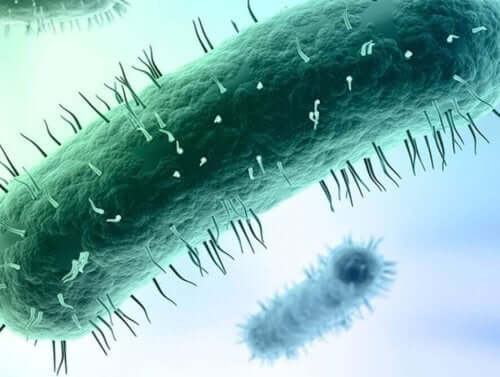 genital mikoplazma görüntüsü