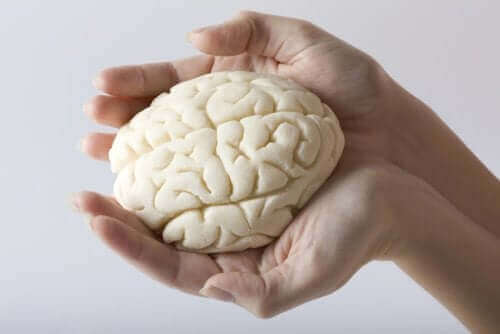 modelo de cerebro blanco