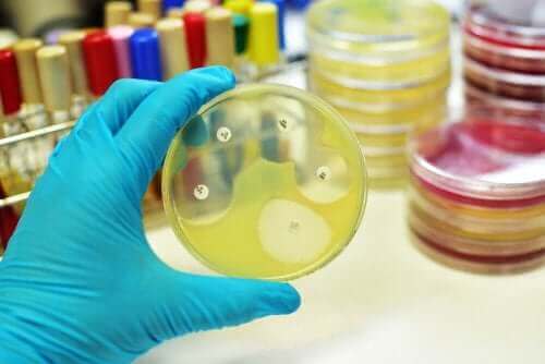 laboratuvar ortamında bakteriler, rifampisin ve tüberküloz