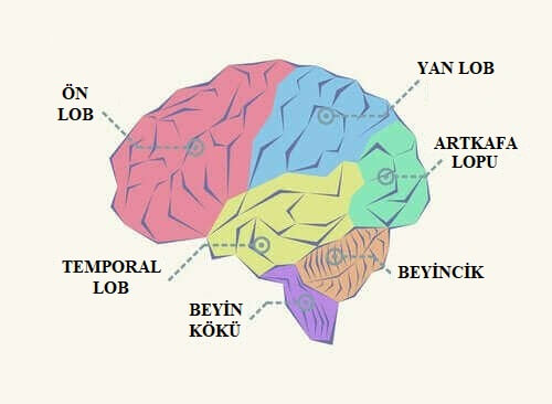 Beyin Lobları Nelerdir ve Ne İşe Yararlar?