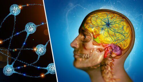 beyin hücreleri ve nöronlar