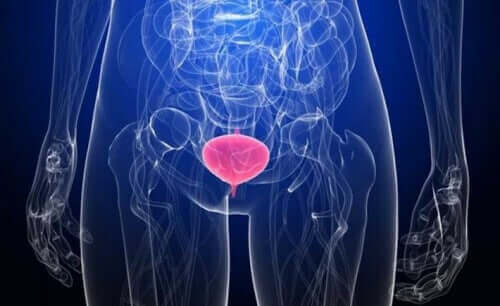 idrar kesesi görüntüsü