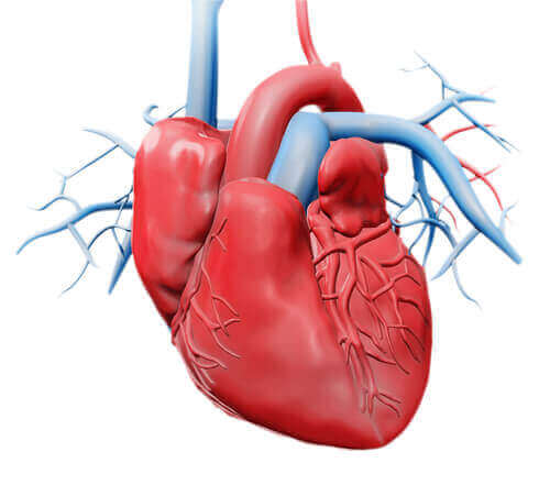 kırmızı kalp ve mavi damarlar