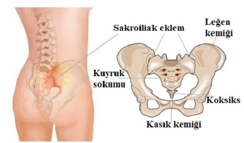 sakroiliak eklem anatomisi