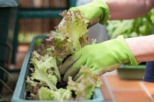 Dar Alanda Nasıl Hobi Bahçesi Oluşturulur