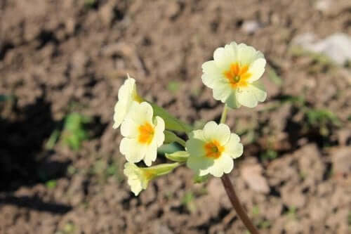 Tarla karanfili adlı çiçek.