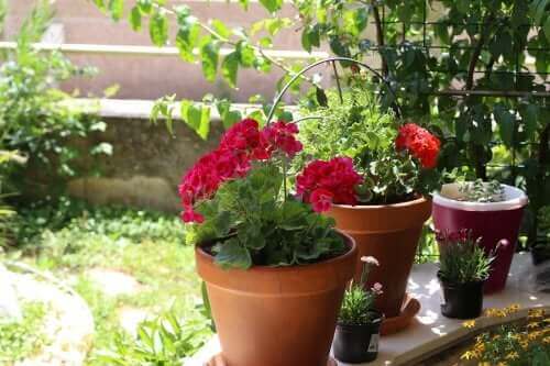 Yaz Çiçekleri: Bahçeniz İçin Altı Seçenek