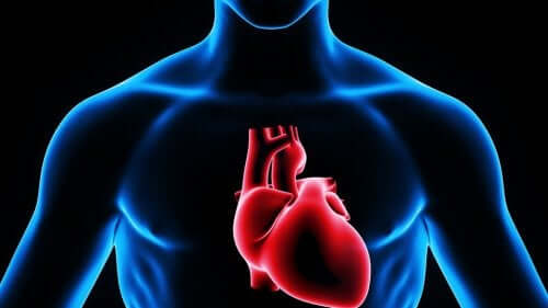 Kalbin insan vücudundaki yerini gösteren bir illüstrasyon.