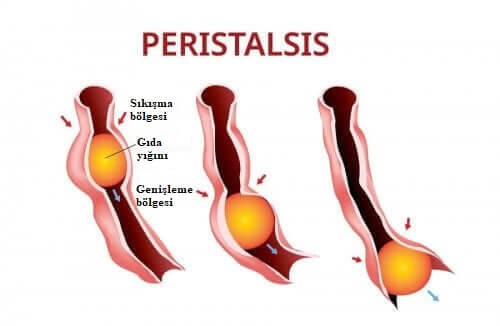 Peristalsisin temsili olarak gösterildiği bir illüstrasyon.