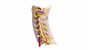 Servikal Spinal Sinirler Hakkında Her Şeyi Öğrenin