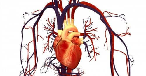 Kalp ve kalbe gelen damarların çizimi