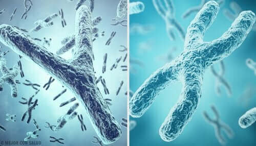 kromozomlar telomerler 