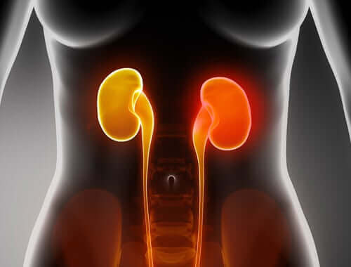 Hiperfosfatemi durumunda böbrekler